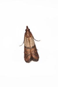 Food Moth Treatment